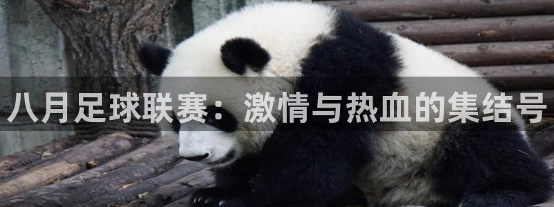 八月足球联赛：激情与热血的集结号