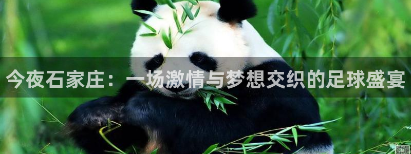 今夜石家庄：一场激情与梦想交织的足球