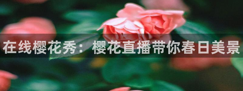 qszb球神直播